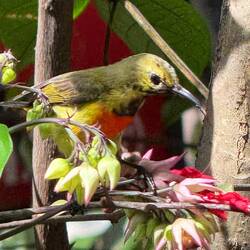 A Fire-tailed Sunbird kept us entertained