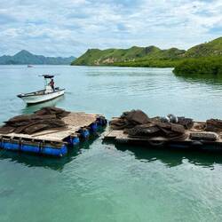 Pearl farm - these are the frames the oysters grow in