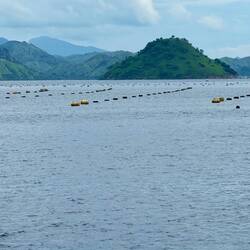 Pearl farm