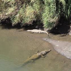 Die bis zu 5 m lang werden