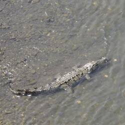 Und große Krokodile im Wasser