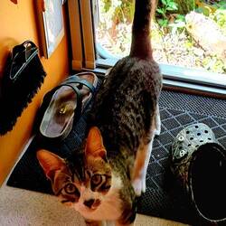 Die Platz Mieze war recht frech🤣