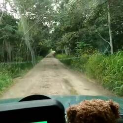 Fahrt in den Dschungel🤣