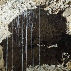 Vers luisants (larves de moucherons fongiques) et leurs fils de soie suspendus