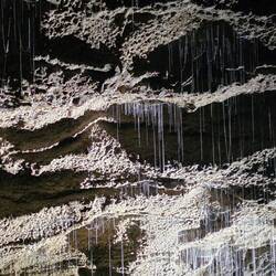 Filaments des vers luisants