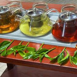 Weiß- Grün- und Schwarztee