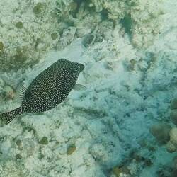 Weißpunktkofferfisch