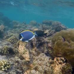 Weißkehldoktorfisch