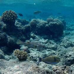 Gepunkteter Igelfisch und Blaustreifendoktorfisch