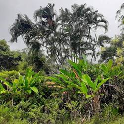 La jungle