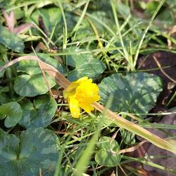 Vicky's been spotting Signs of Spring for the Woodland Trust. First flowering Lesser Celandine