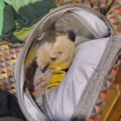 He really does love being in his backpack