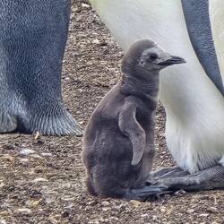 A Little Older Chick