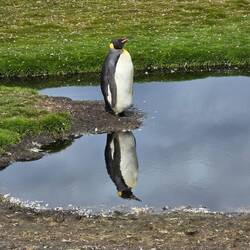 King Penguin