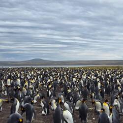 King Penguin Colony