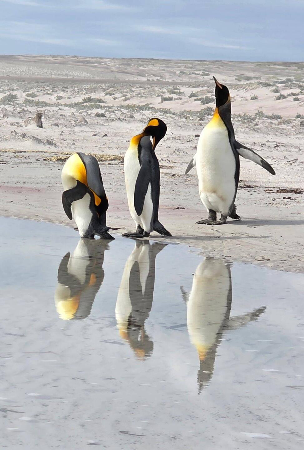 King Penguins Reflections In Tide Pool