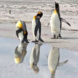 King Penguins Reflections In Tide Pool