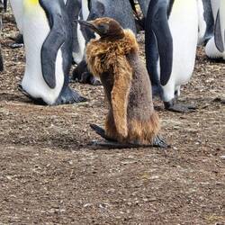 Older Juvenile in Process of Molting