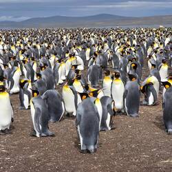 King Penguin Colony