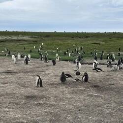 Small Gentoo Colony Due To Avian Flu