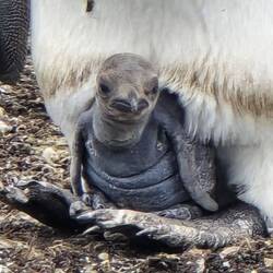 A face only a mother can love. Newborn Chick