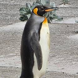 King Penguin with Sea Cabbage in Background