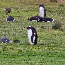 Gentoo Penguins