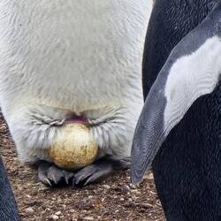 Egg Being Turned To Uniformly Warm Egg