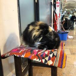 "Ist mir alles zu laut im Bazaar!"