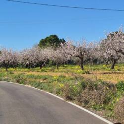 Mandelblüte beginnt.