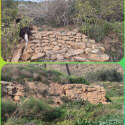 Alte Trockenmauern werden von den Wildkaninchen genutzt und somit der Jagdtrieb geweckt bei 🐕‍🦺.