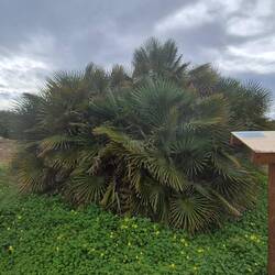 Geschützte alte Zwergpalmen.