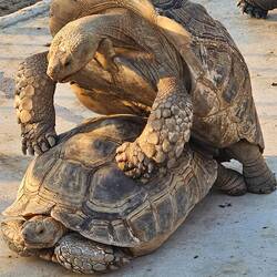 Affen haben wir bisher keine gesehen 🙈