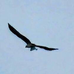 A nearby nesting Osprey catches a large fish for dinner