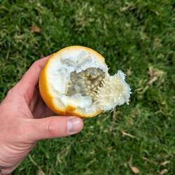 Es gab auch eine Granadilla zum probieren...