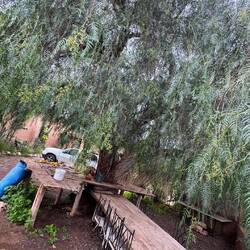 Wie geil der Tisch in den Baum integriert ist 🫶❤️