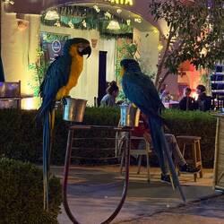 Aras - waren aber nicht gesprächig.