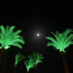 Hier sind die Palmen richtig grün.😜😉