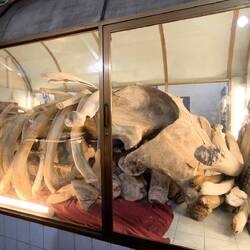 Walknochen im Wal-Tempel