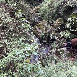 On our walk through the forest