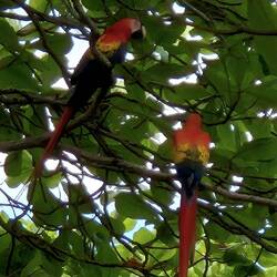 Mit zwei Aras im Baum