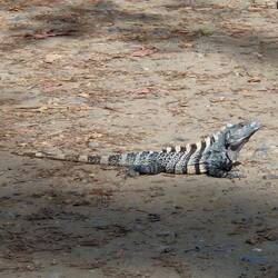 Vorsicht Iguana kreuzt