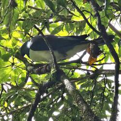 Neuseeland Taube (Kereru)