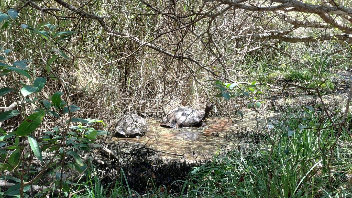 Tortues qui barbotent