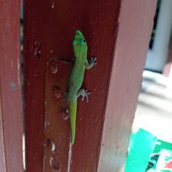 Un geko