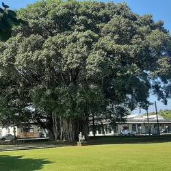 Un banyan