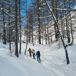 Durch lichte Lärchenwälder ...