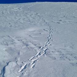 Welcher Hase hat sich denn hier verirrt?