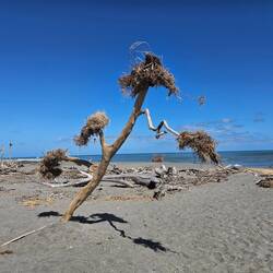Baummit Algen und Gras