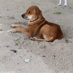This dozy guy was living his best life. The two legs on the right belong to his yapping companion